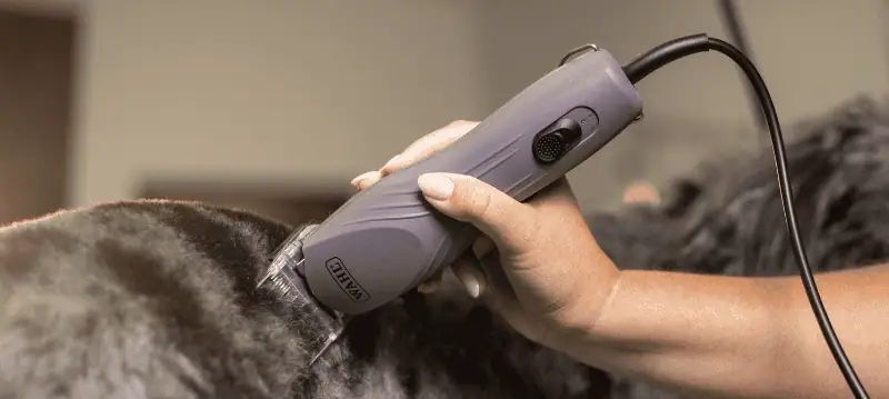 Wahl Schermaschine mit Kabel