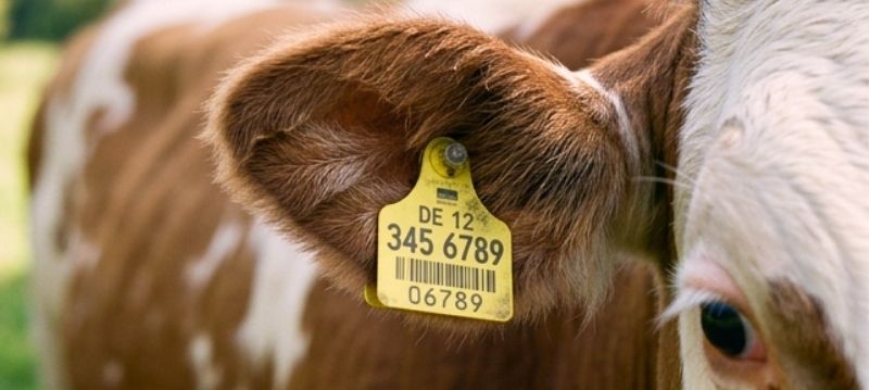 Ear Tags