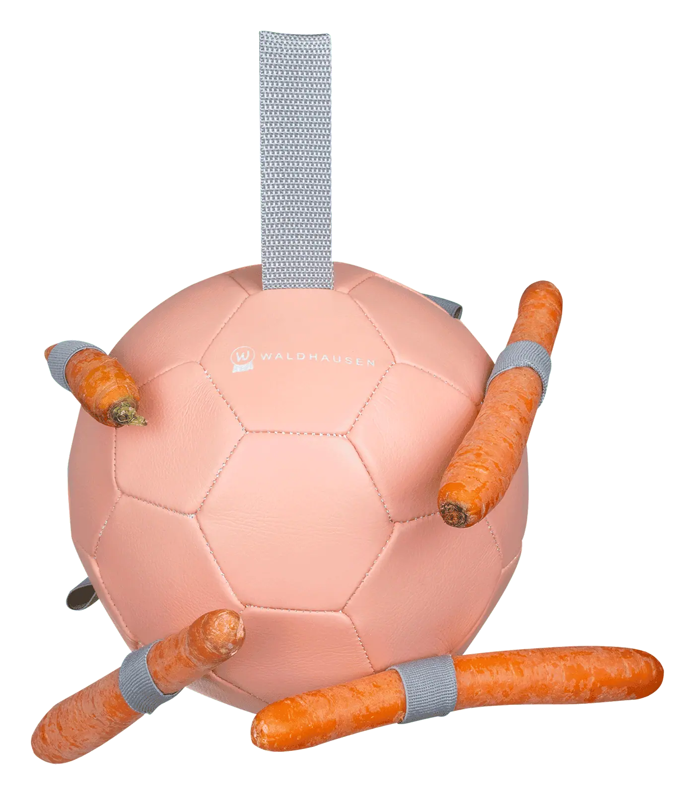 Balle à carottes Waldhausen, jouet pour cheval avec sangles, Ø 18 cm, exemple d'application