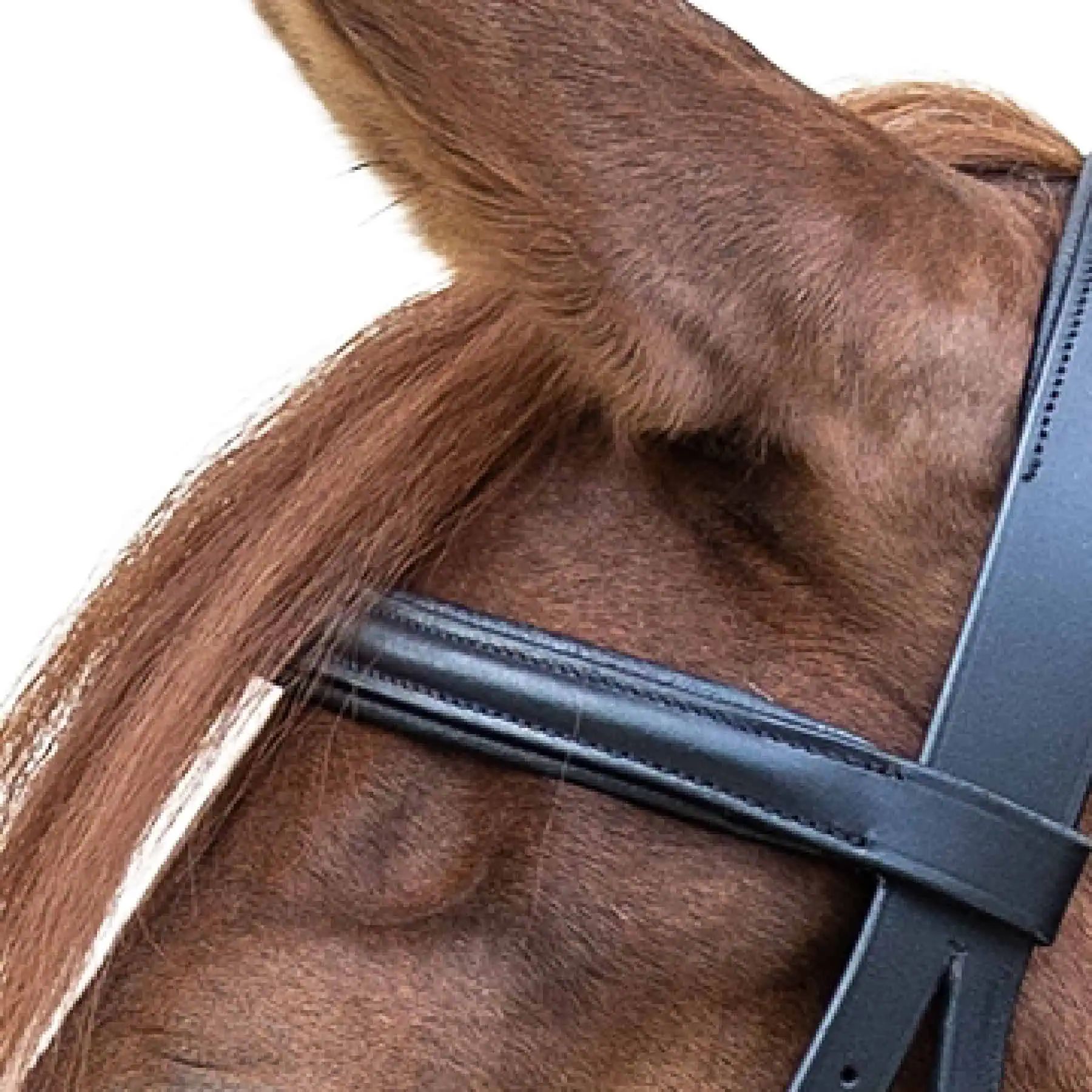 STAR Zaum Gebisslos, gepolstert – Scawbrig-Wirkung für gut ausgebildete Pferde, X-Warmblut