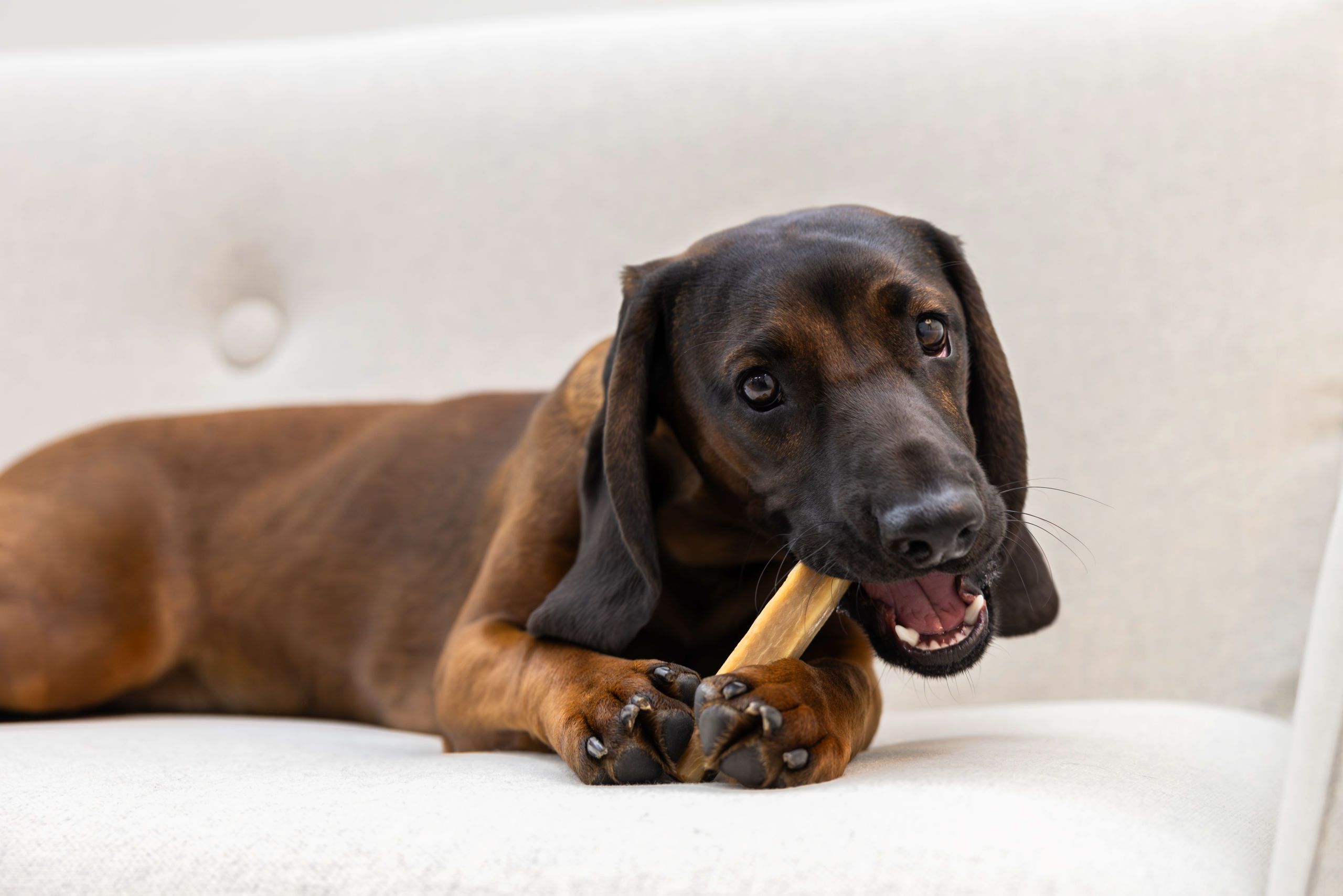 dog, puppy, bone, chew, brown