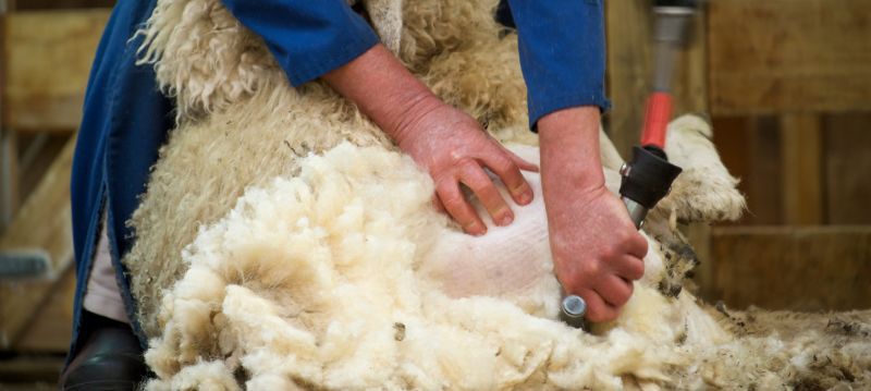 Shearing Machine Sheep