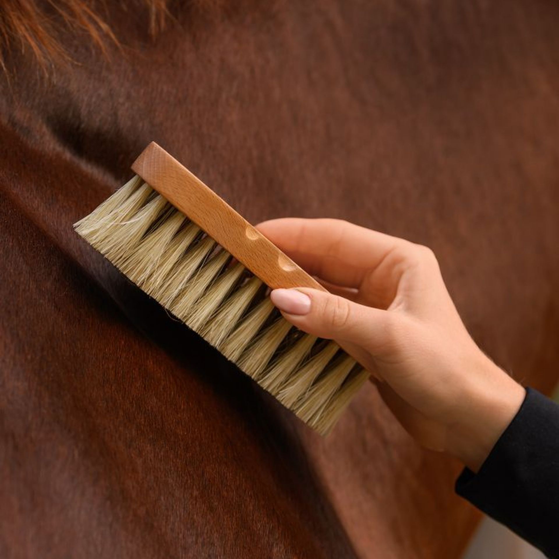 Waldhausen Exclusive Line Contour Brush