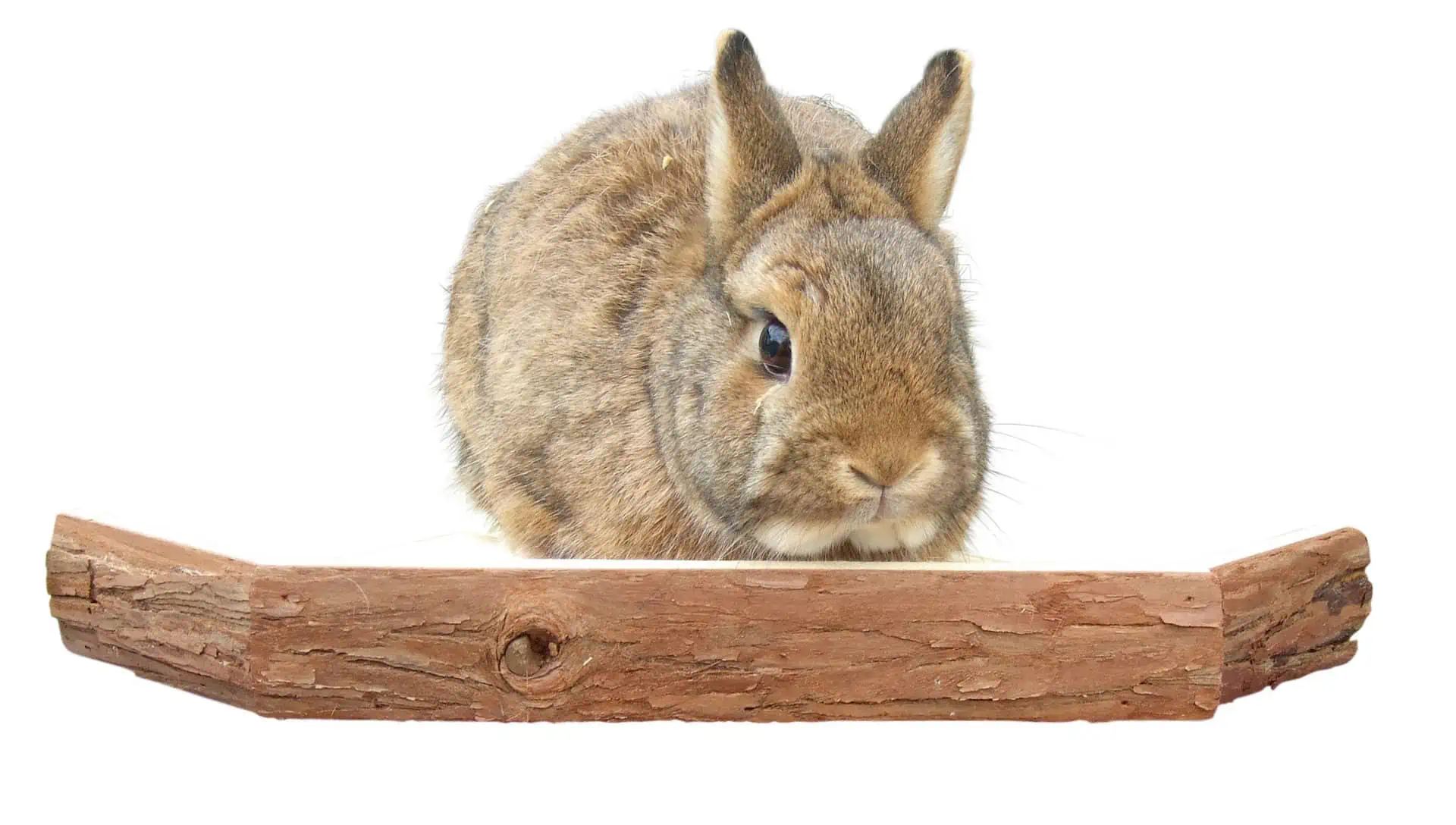 Kerbl Pet Aussichtsterrasse Nature für Kleintiere, 26 x 26 x 4 cm, im Einsatz