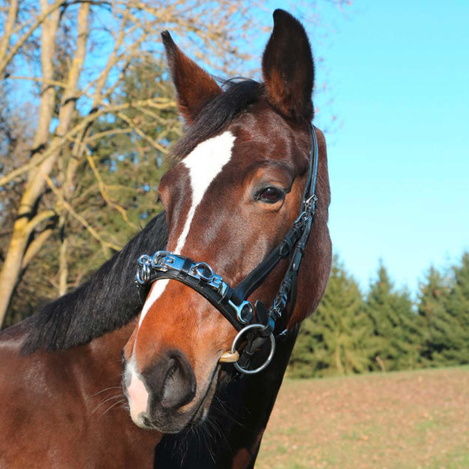 Covalliero Exclusivité Cavesson Cuir