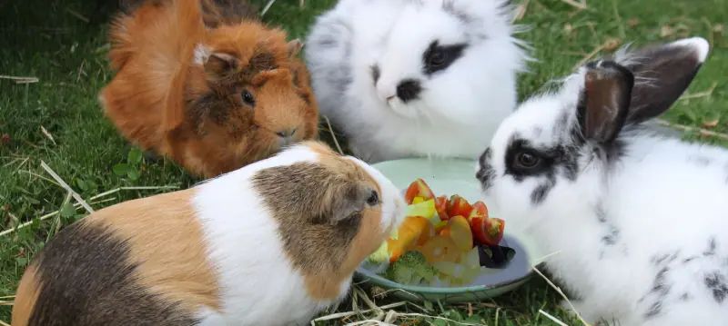 Small Animal Feed