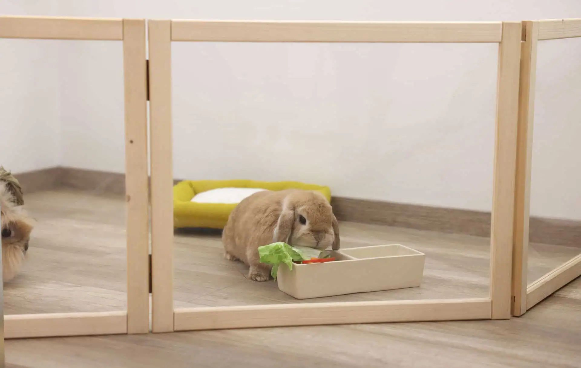 Kerbl Pet Indoor Kleintierauslauf Raumteiler mit Plexiglaswänden, im Einsatz