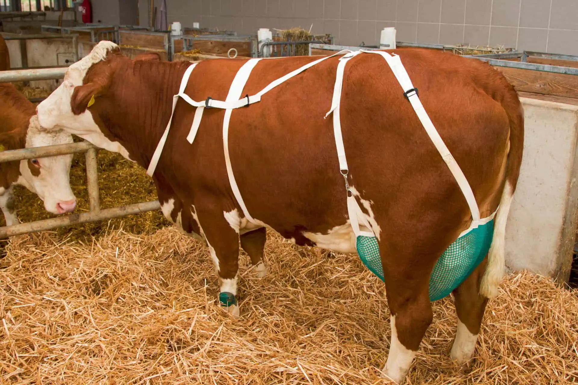 Kerbl Filet de protection des trayons avec sangle, vert, en utilisation, à l'écurie