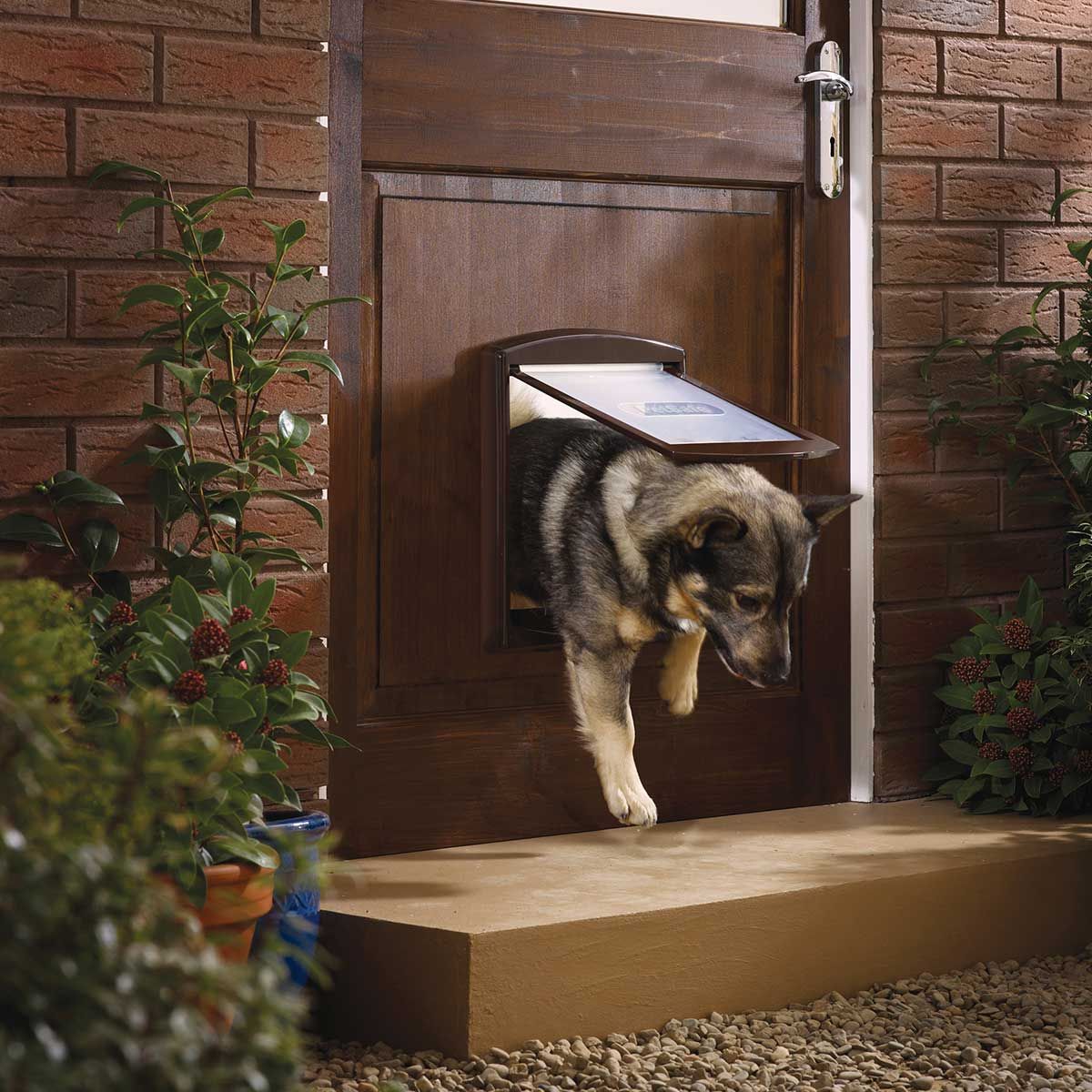 PetSafe Hundeklappe STAYWELL 755 braun, für Hunde bis 18 kg, im Einsatz