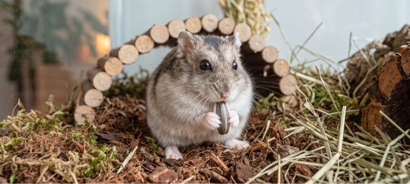 Hamsterfoder