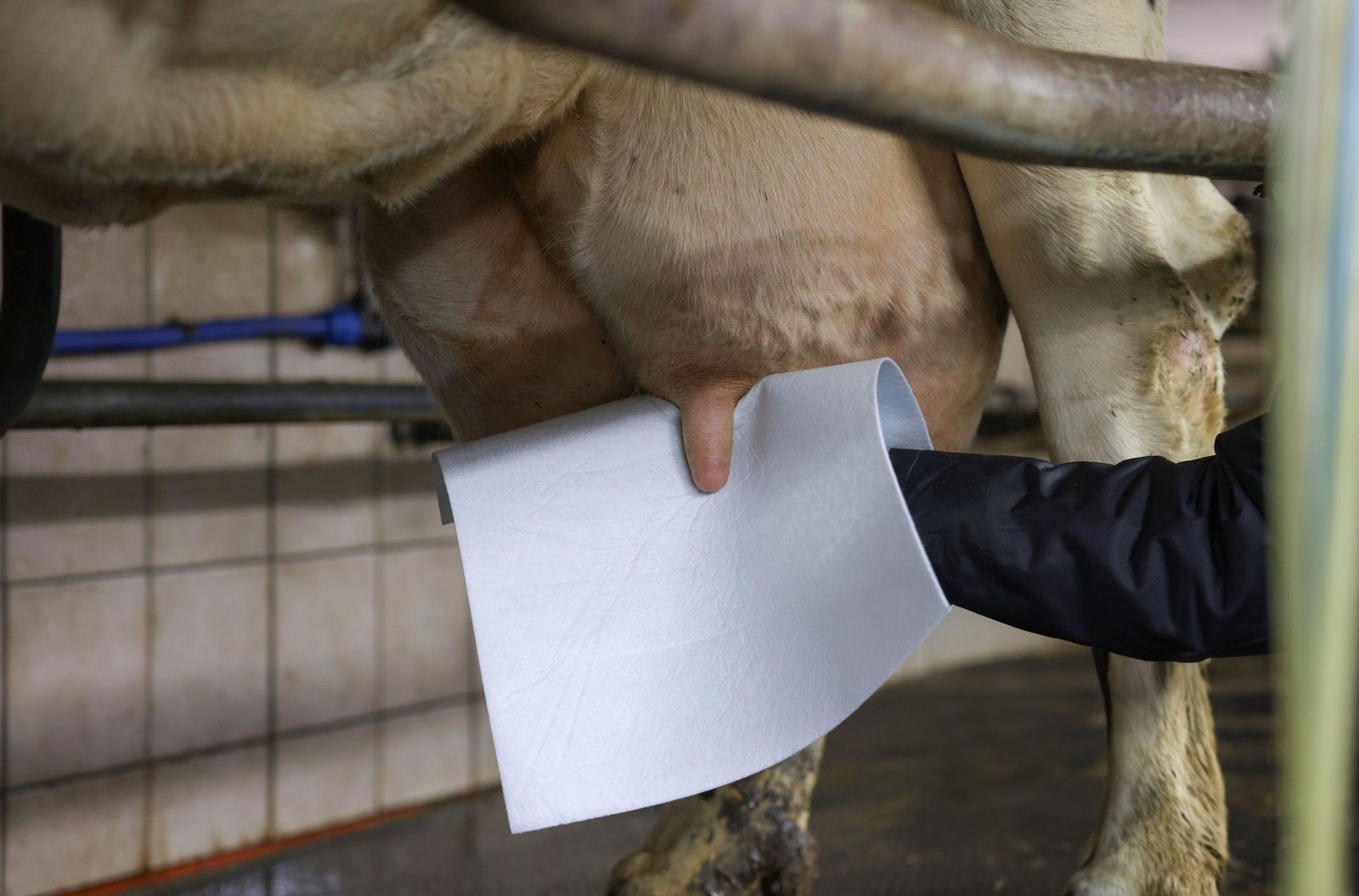 Kerbl UdderoClean Super Reusable Udder Cloths 34x37cm