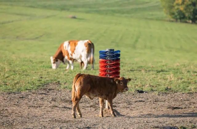 Brosse à vache sur poteau HAPPYCOW Maxi pour bovins et chevaux, en utilisation, au pré