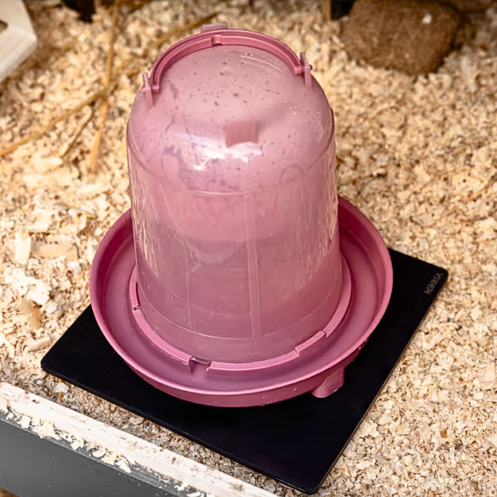 rosa, Brutkasten, Wasserspender, Behälter, Plastik