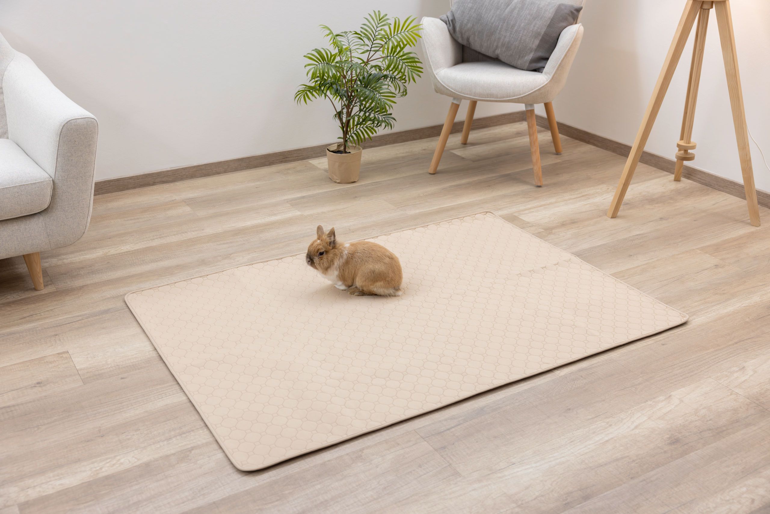 Tapis d'urine lavable Kerbl Pet, absorbant et antidérapant, en utilisation, en intérieur