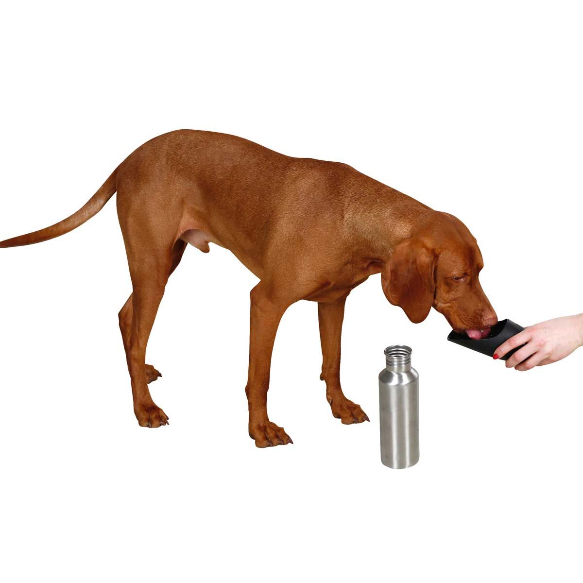 Kerbl Stainless Steel Dog Water Bottle with Bowl, 750 ml, in use, held in hand