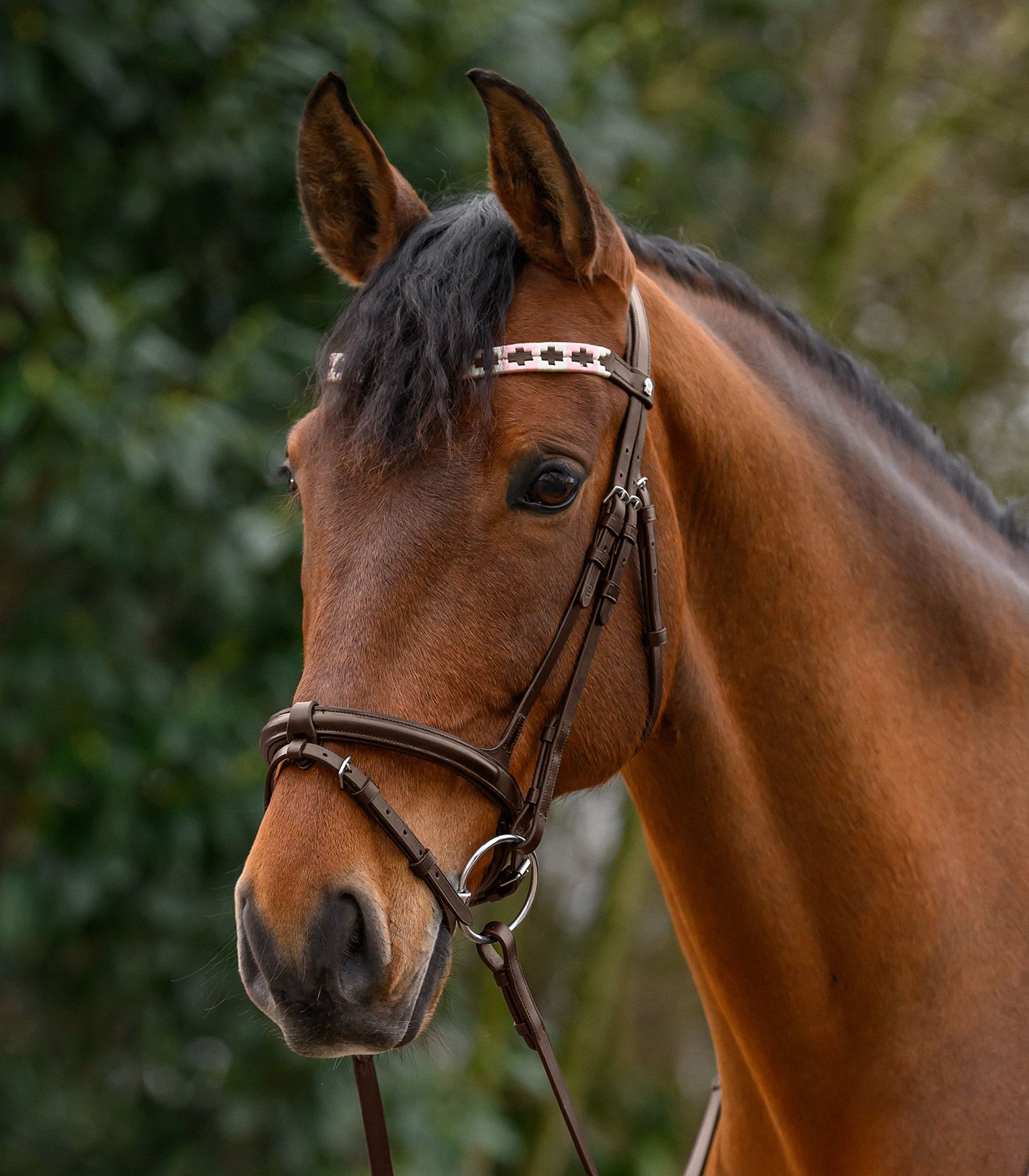 pferd, reitpferd, trense, halsband, braun