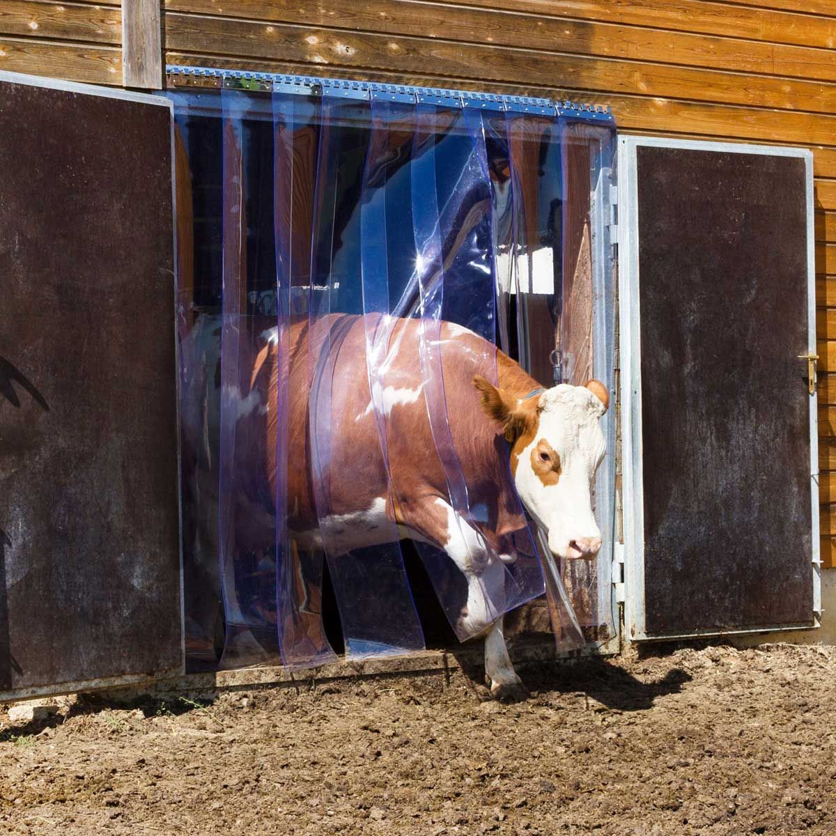 Kerbl Streifenvorhang PVC Stall Set, 225 cm, 300 x 3 mm, im Einsatz, im Stall