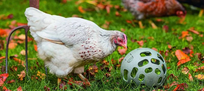 Jouets pour poules