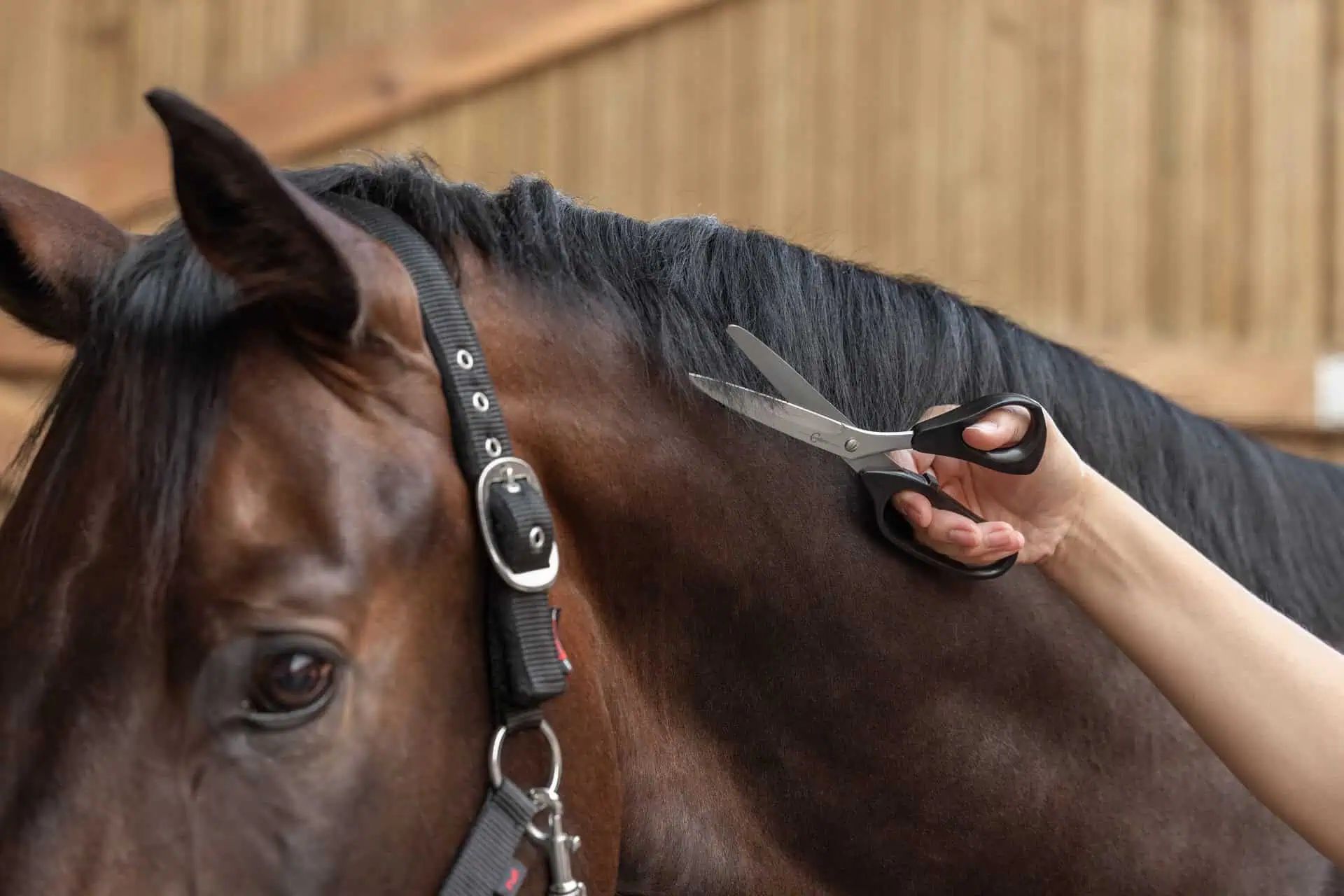 Covalliero Forbici universali e per criniera cavallo, acciaio inox, in uso