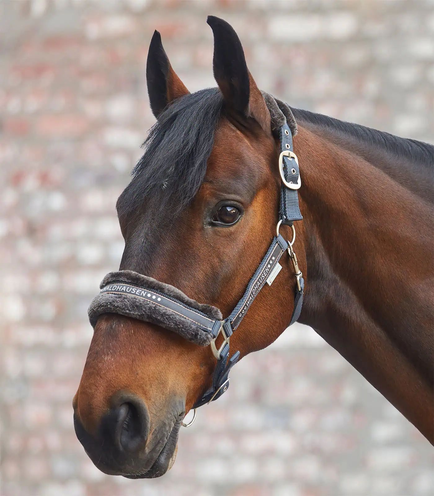 Waldhausen Licol Elegant, asphalte, Poney
