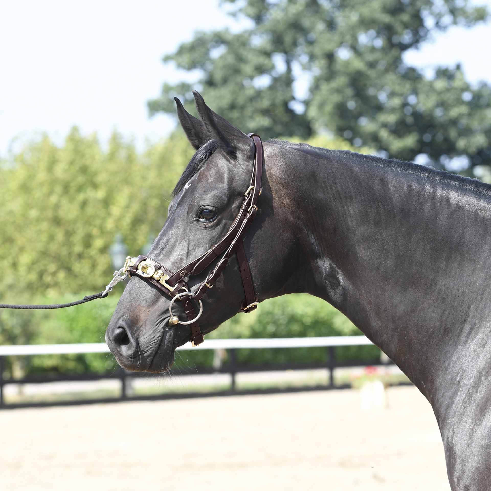 BUSSE Cavesson PROFESSIONNEL FULL marron