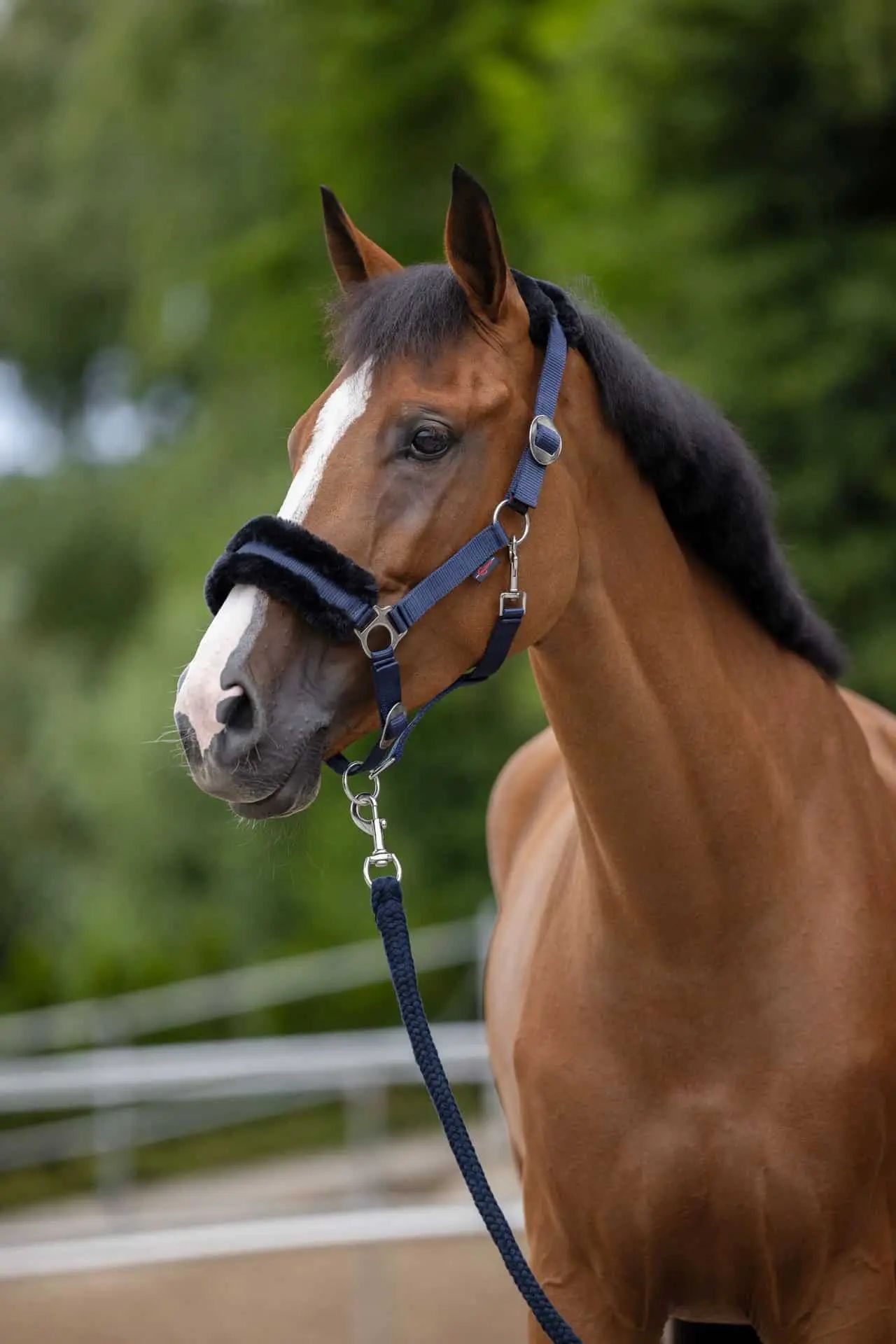Licol Covalliero ClassicSoft, licol doux en fausse fourrure, en utilisation