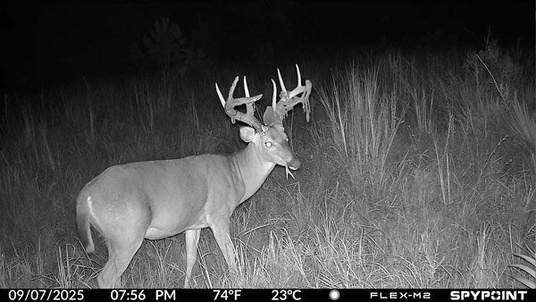 SPYPOINT FLEX-M2 trail camera 2-pack, night shot of a stag