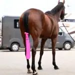 Braunes Pferd mit pinker Bandage am Hinterbein steht vor einem Fahrzeug