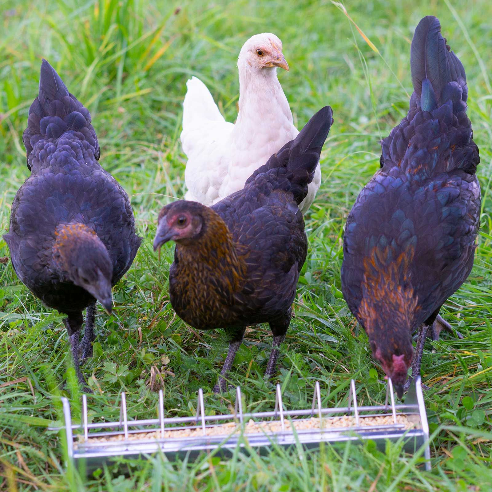 Aliment en pellets antiparasitaires Leimüller Premium pour poules pondeuses, en utilisation