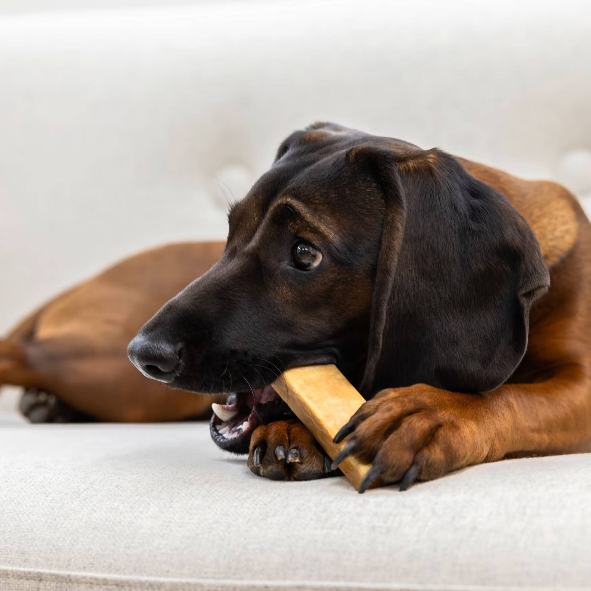dog, bone, chew toy, brown, short coat