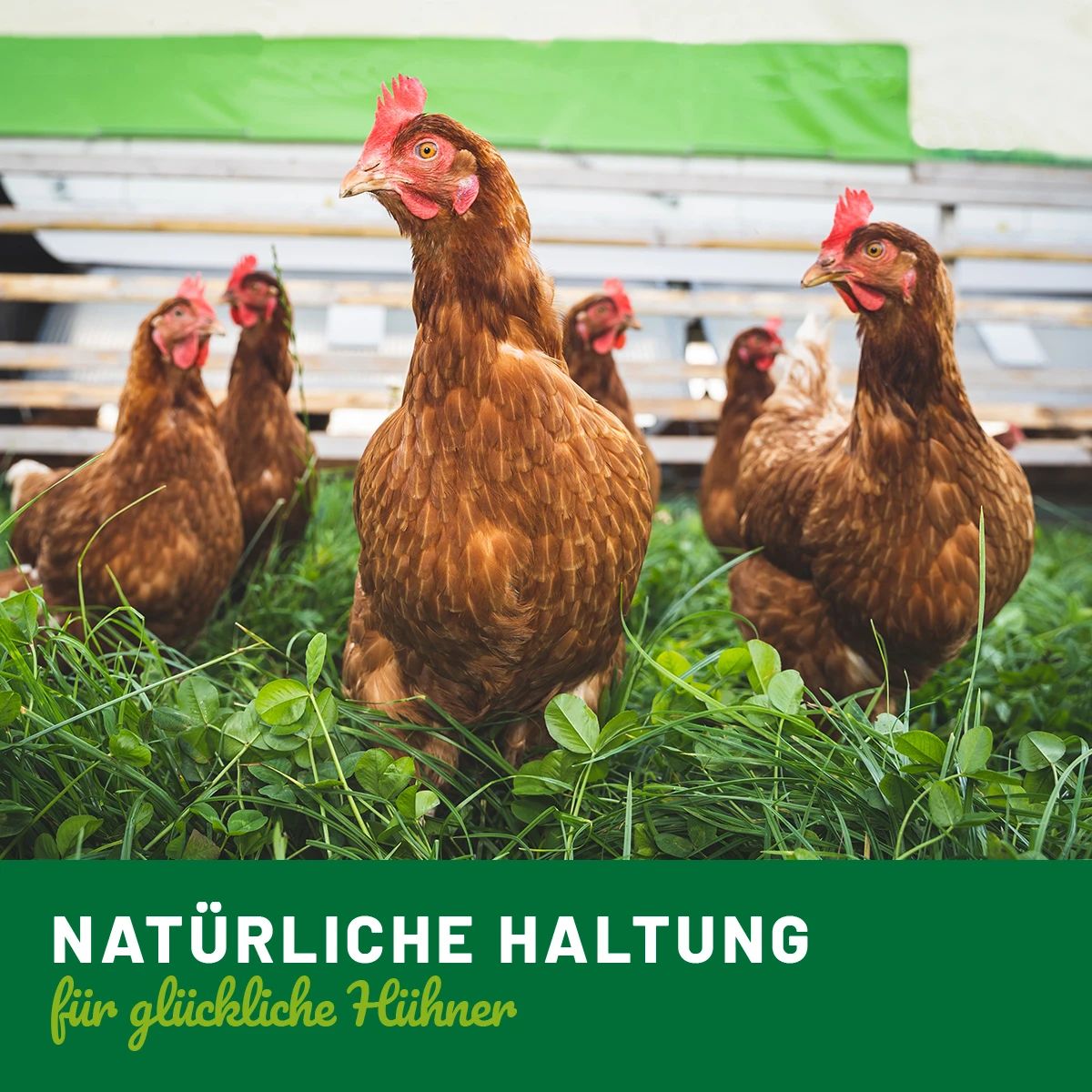 Hühnerland Csirke vitaminok 250 ml, illusztráció