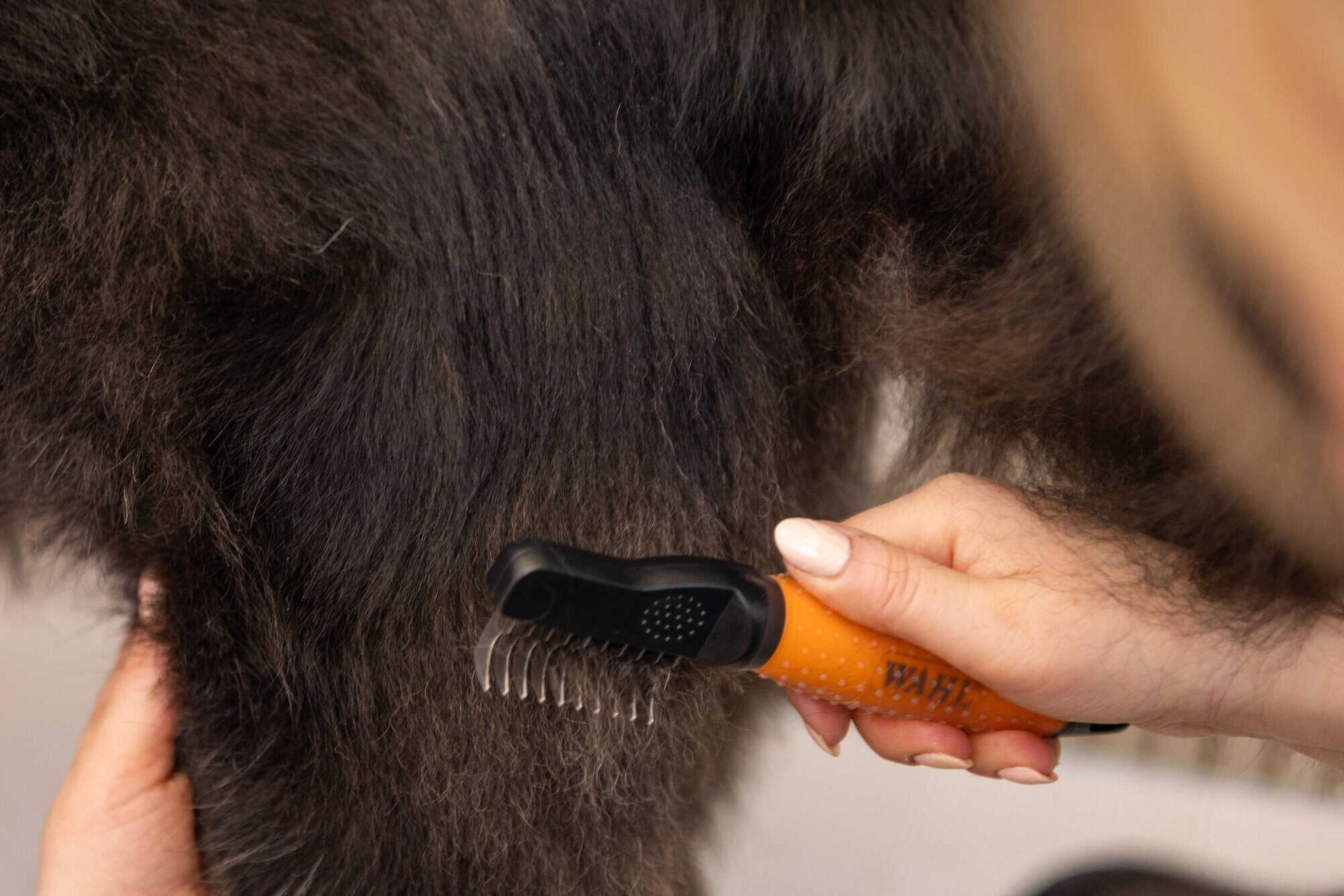 Wahl peigne démêloir chiens contre les nœuds, orange, en utilisation