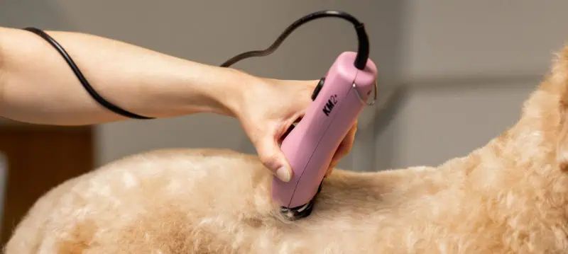 Tondeuse à câble pour chien