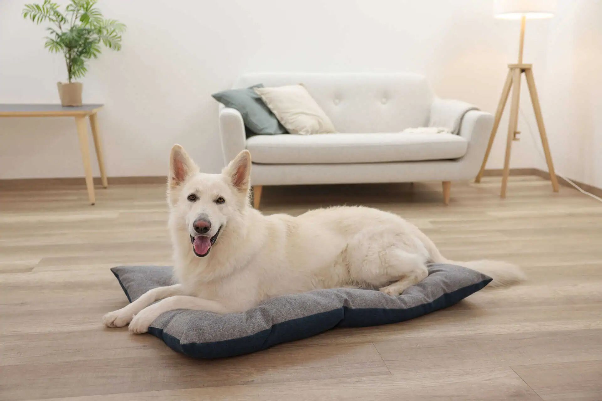 Kerbl Pet Cuscino per animali Ely, reversibile, lavabile, grigio/petrolio, in uso, in casa