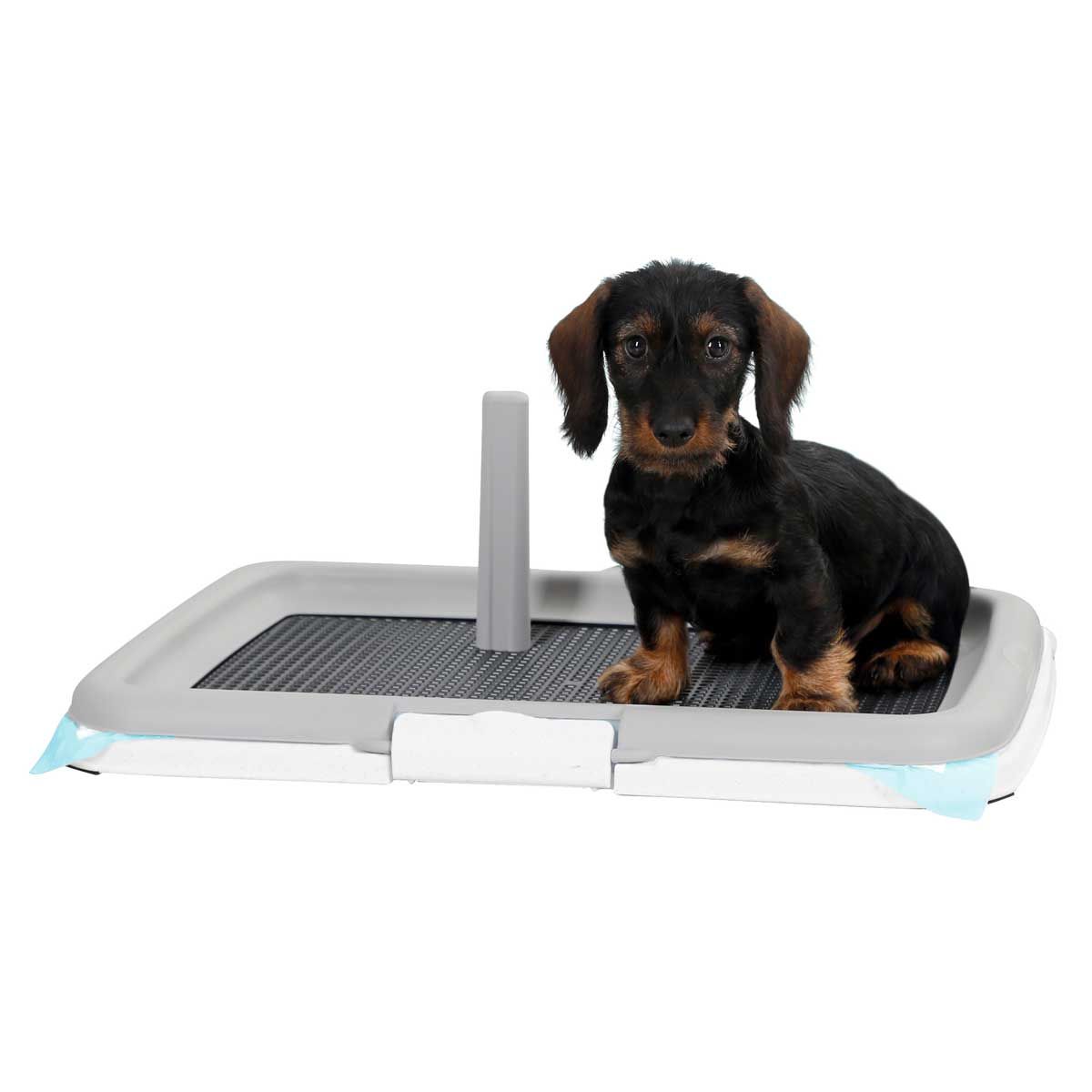 Kerbl Welpentoilette Puppy Training Set mit Klapprahmen 60x40 cm, im Einsatz