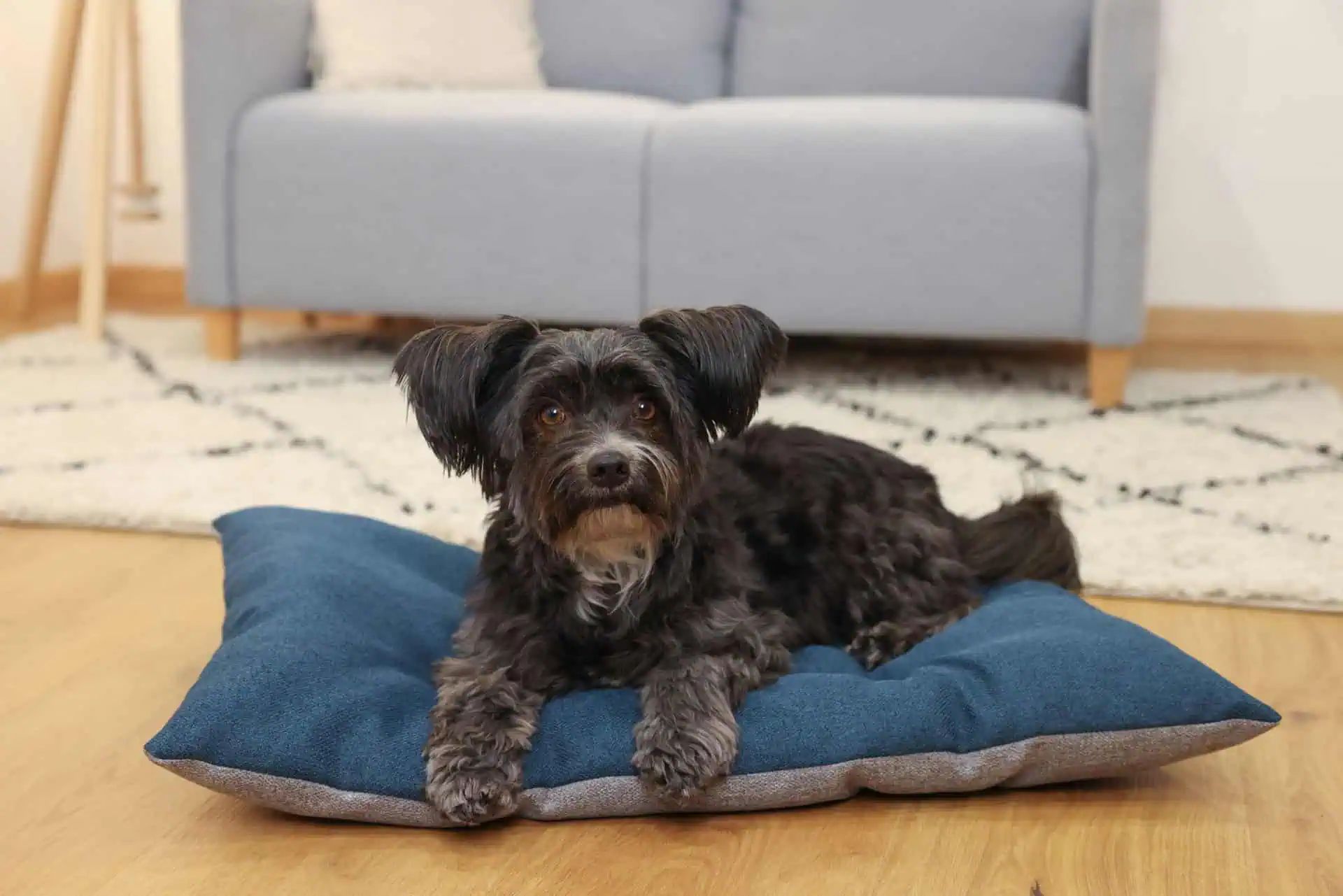 Kerbl Pet Cuscino per animali Ely, reversibile, lavabile, grigio/petrolio, in uso, in casa