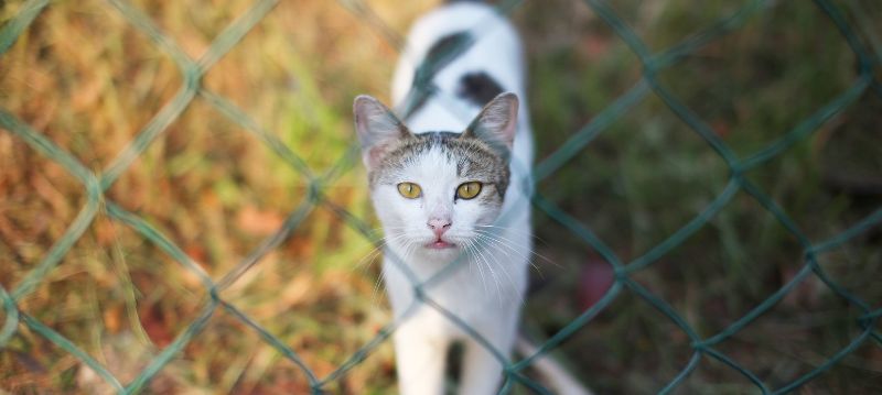 Clôture pour chat