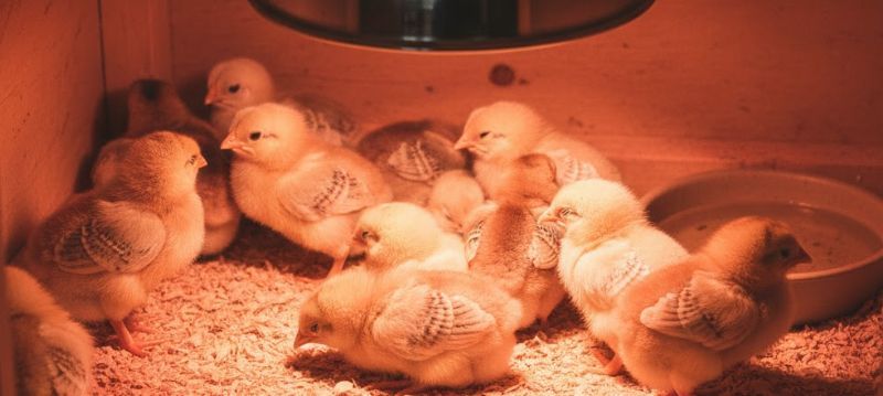 Heat Lamp Chicks