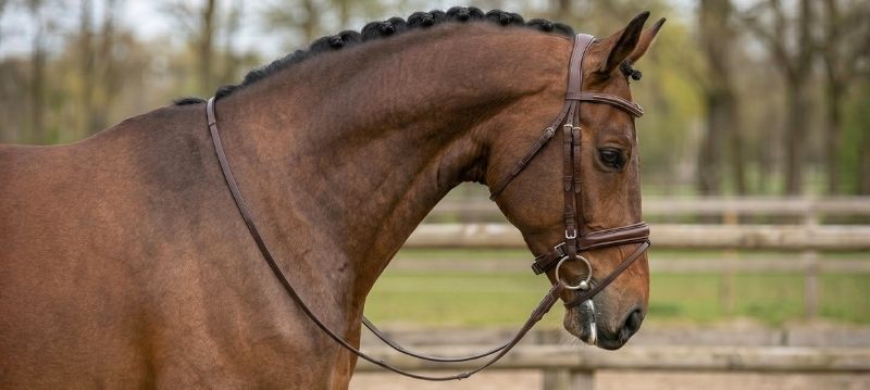 Bridles & Bits