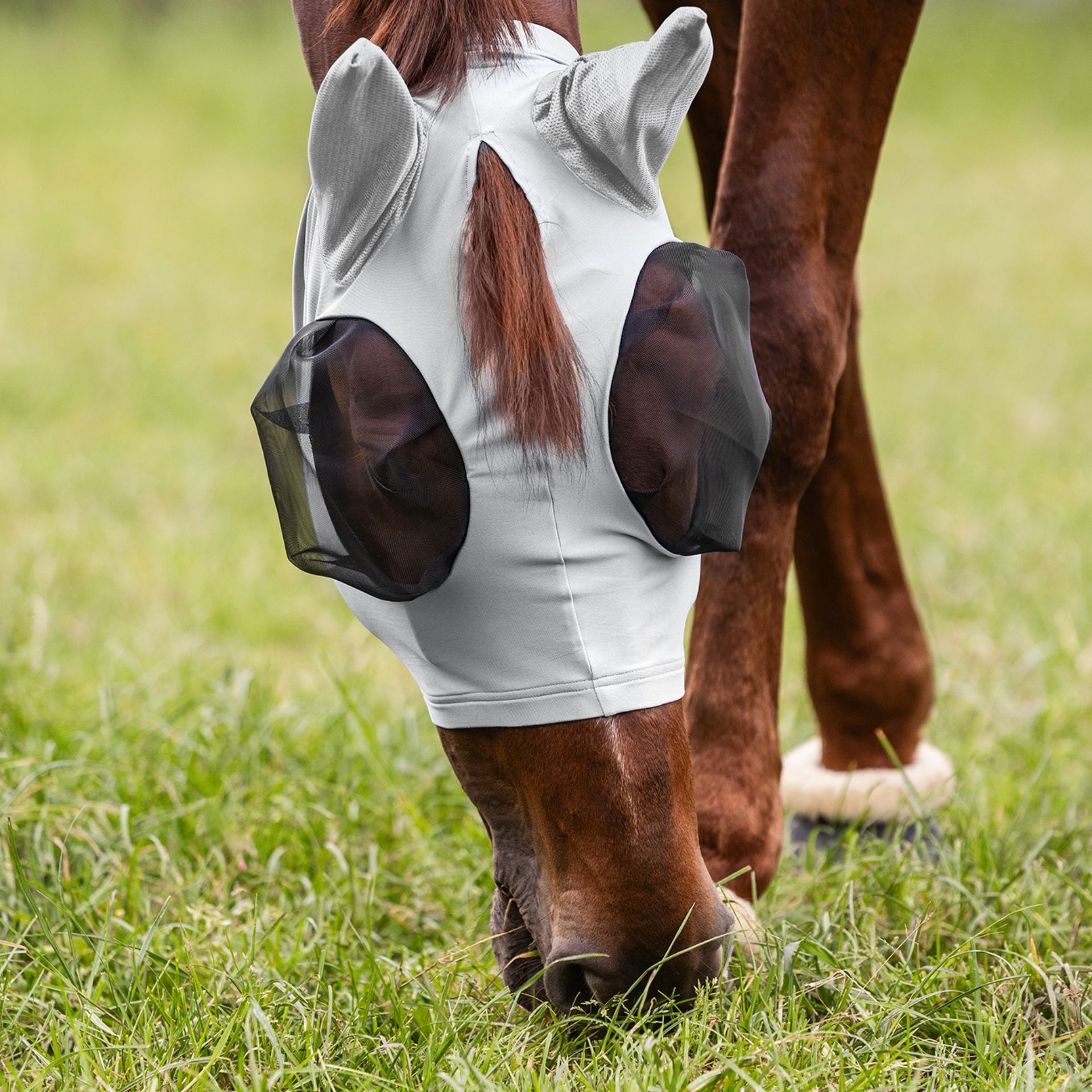 horse, horse blanket, fly protection, white, mesh