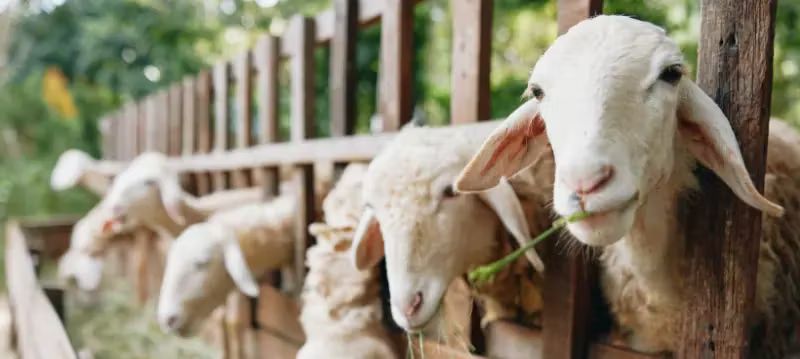 Nourriture pour moutons