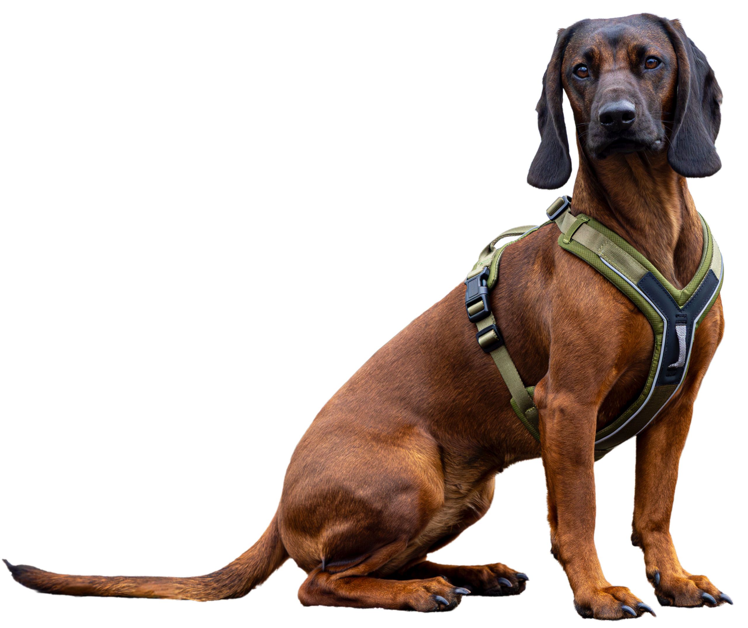 Kerbl Pet Dallas Hundegeschirr Y-Form gepolstert, 2 Anleinpunkte