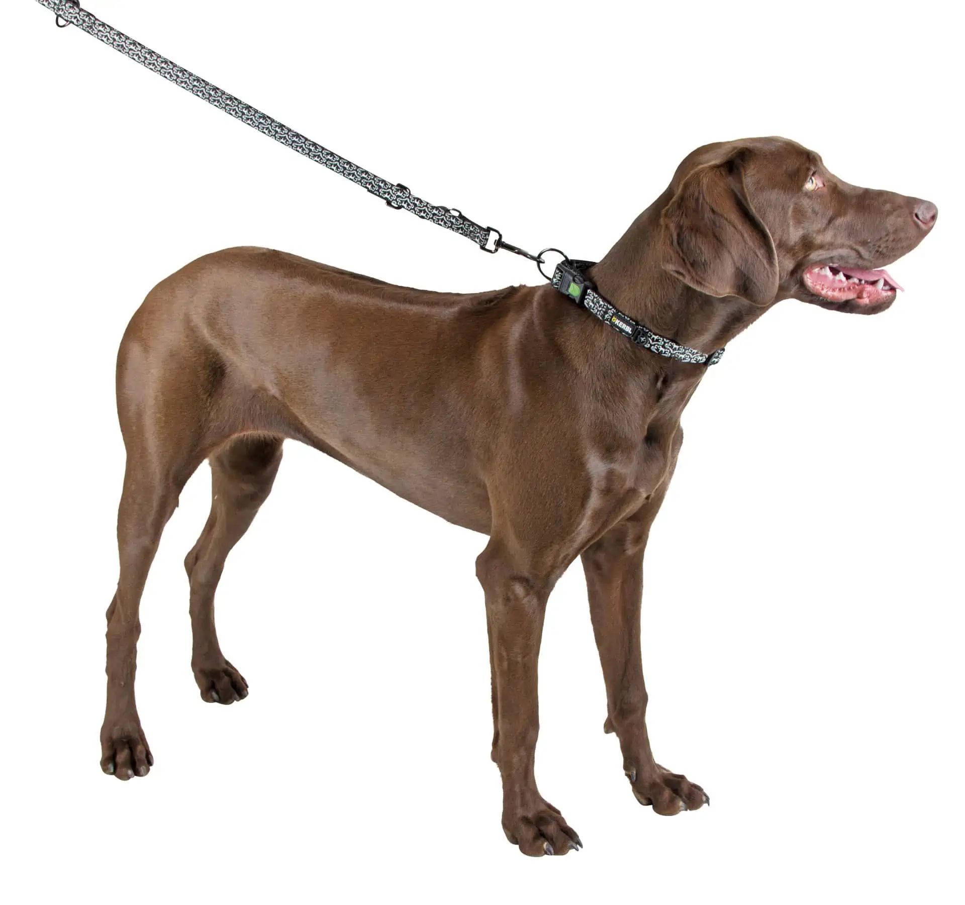 Kerbl Pet Collare Shiny Night, fluorescente, luminoso, in uso