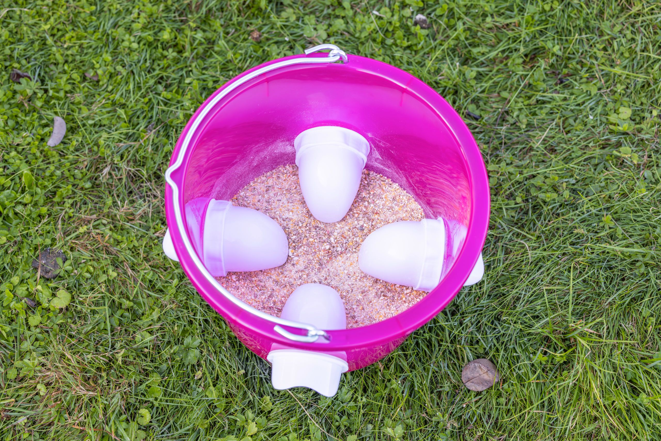 container, bucket, feed, grain, mealtime