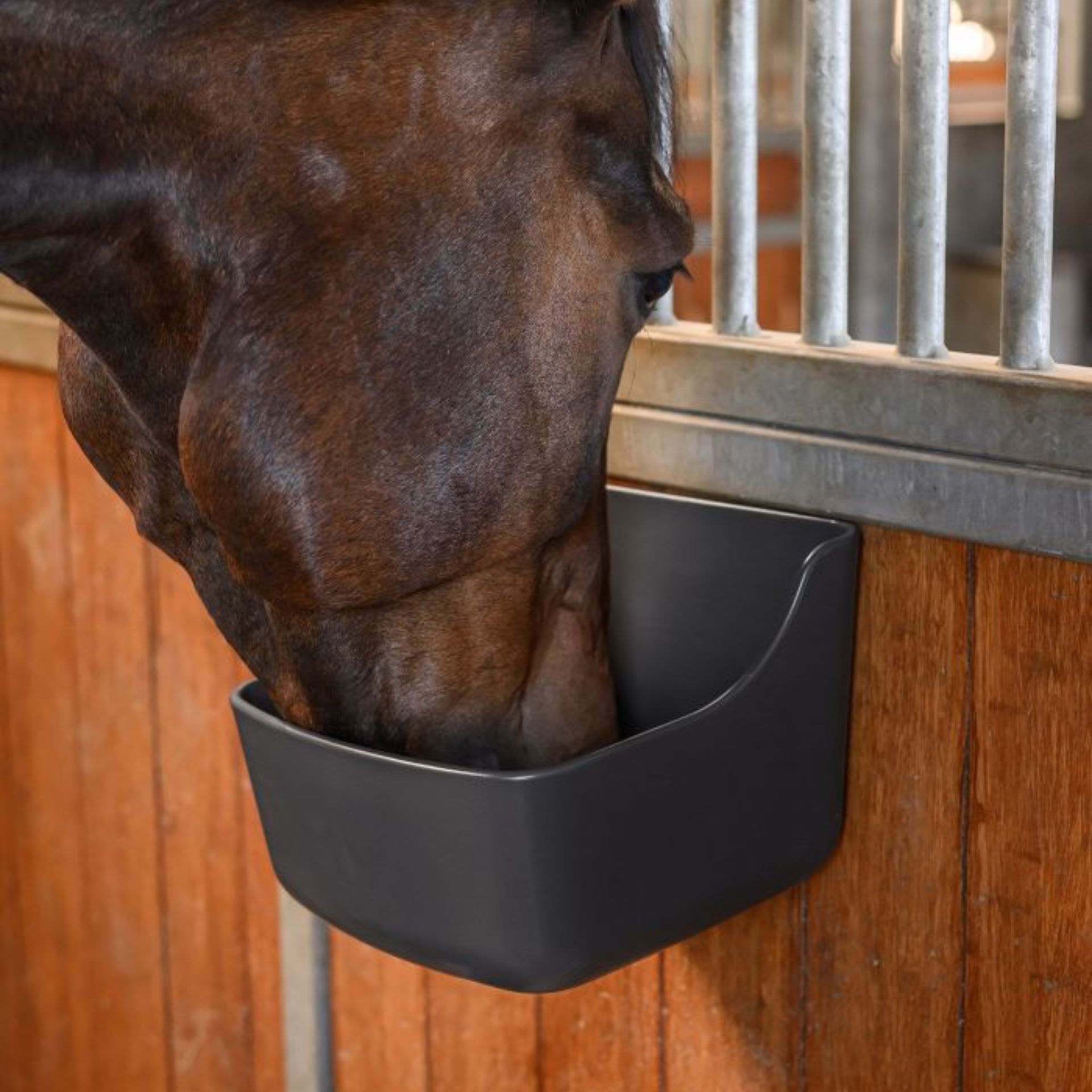 horse, feeding, stall, mug, food bowl