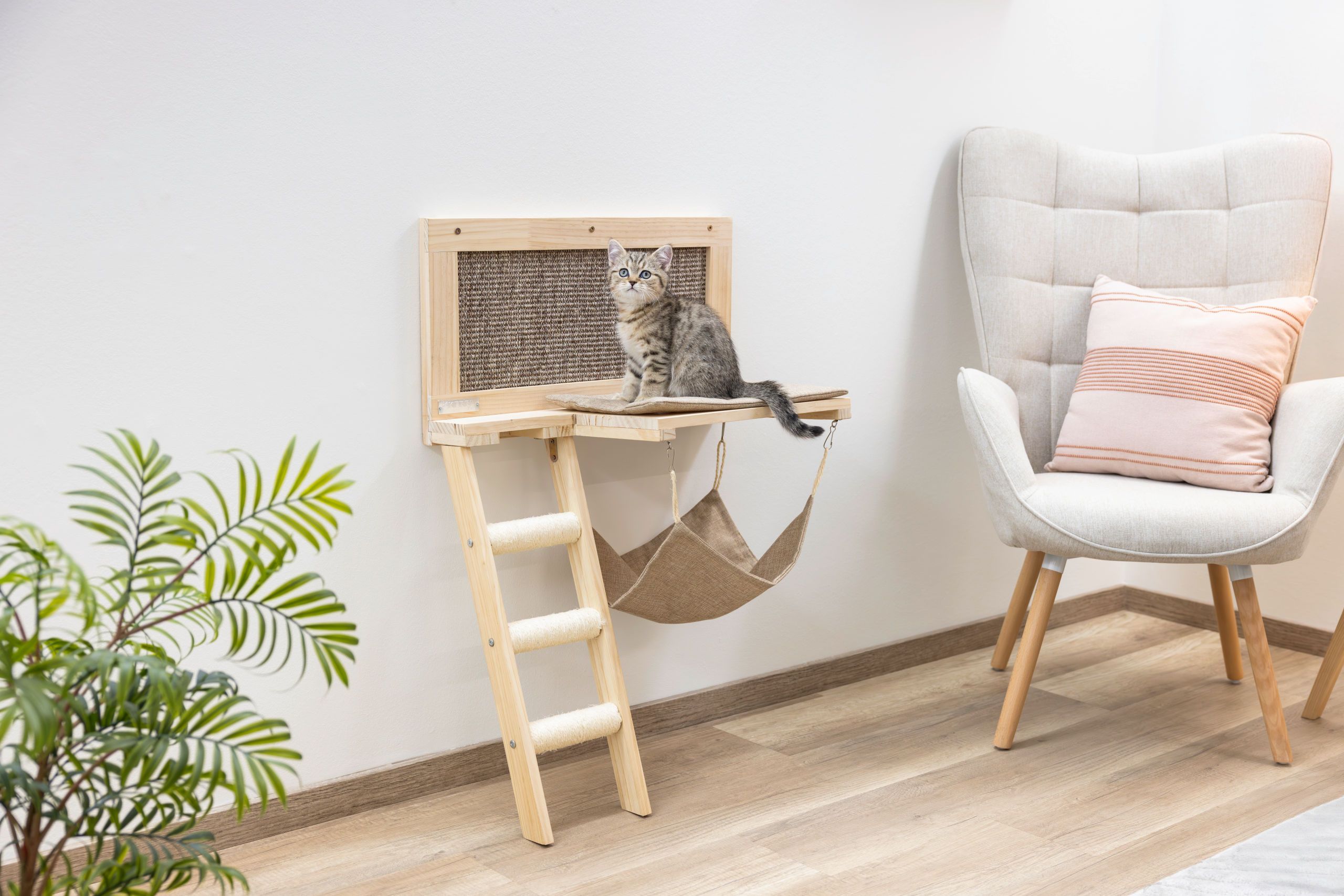 cat, kitten, cat-tree, scratcher, hammock