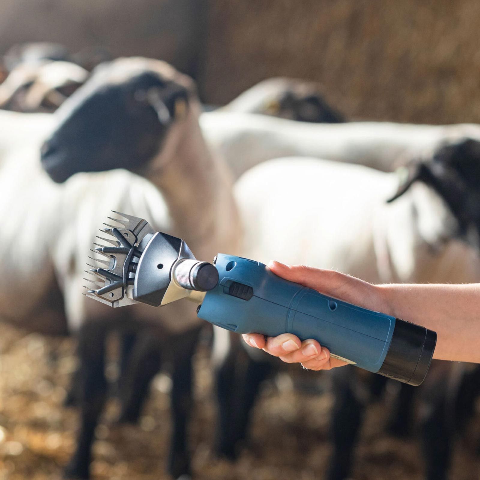 Kerbl FarmClipper Akku2 Schafschermaschine mit 2 Akkus, im Einsatz, in der Hand