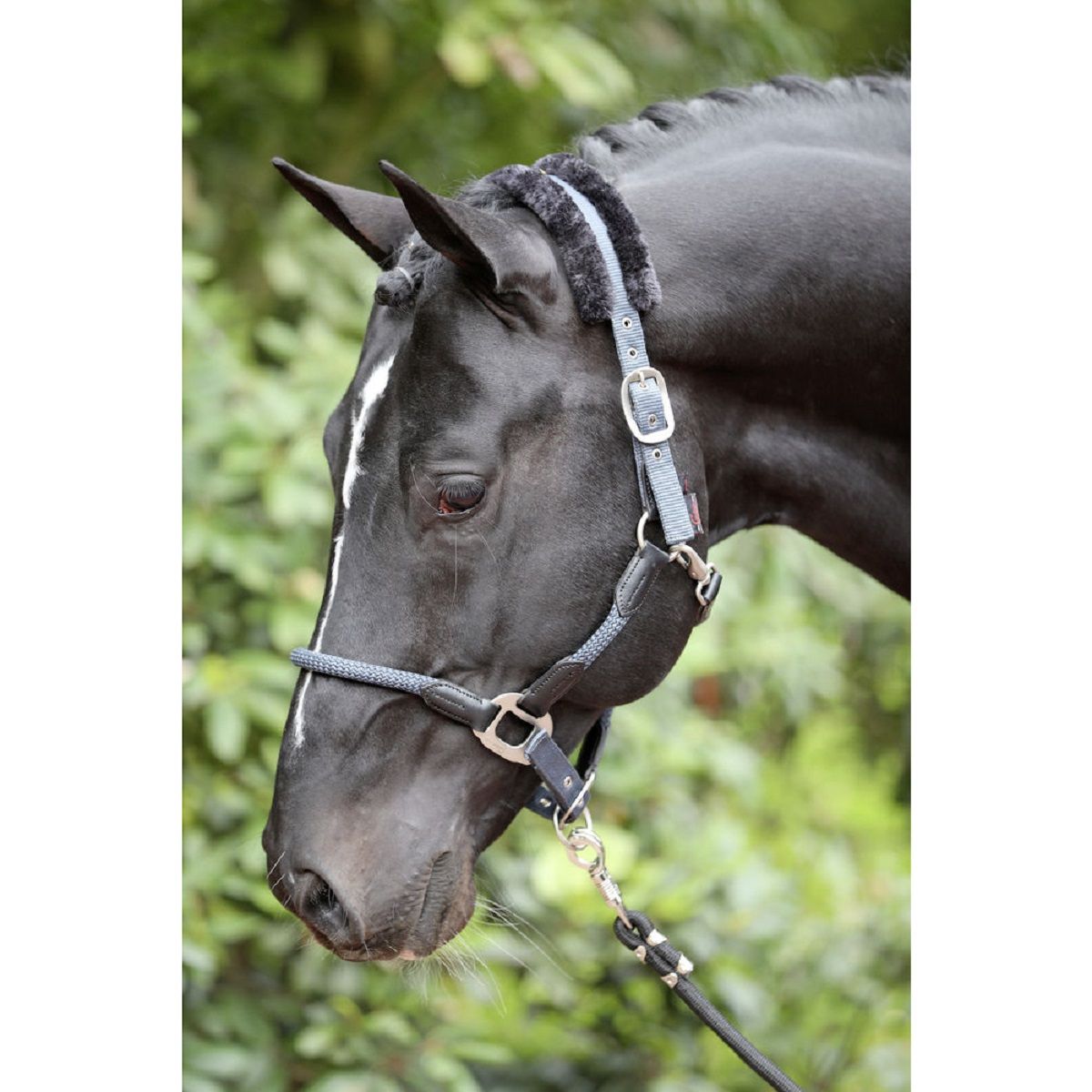 Licol Covalliero Cordano pour cheval, bleu fumé, boucle à ardillon, Cob