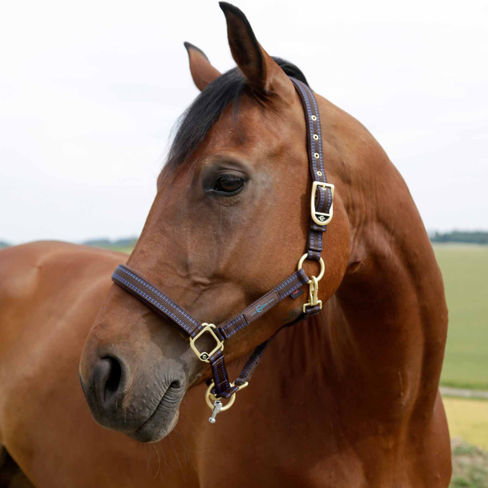 GoLeyGo 2.0 licou de cheval marron/bleu clair X-FULL