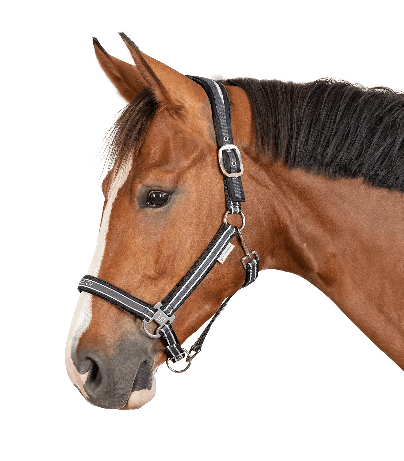 Licol Athletic Waldhausen, licol en nylon rembourré avec bossettes métalliques, Poney, asphalte/noir
